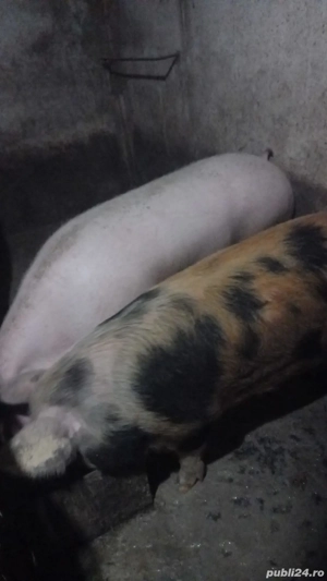 Porci intre 100-250kg 