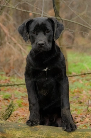 Cane Corso 5 luni cu Pedigree - imagine 3