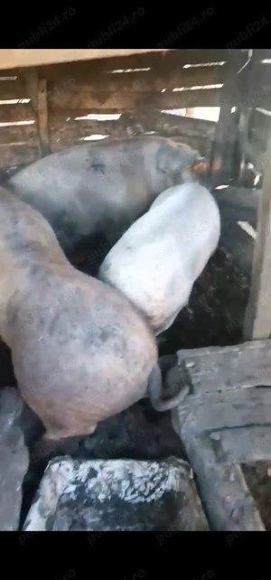 Vând porci - imagine 2