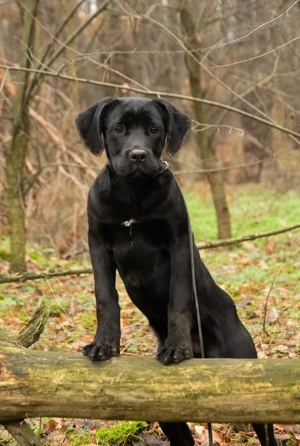 Cane Corso 5 luni cu Pedigree - imagine 4