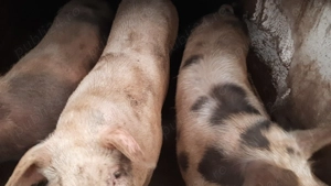 Porci de vanzare !