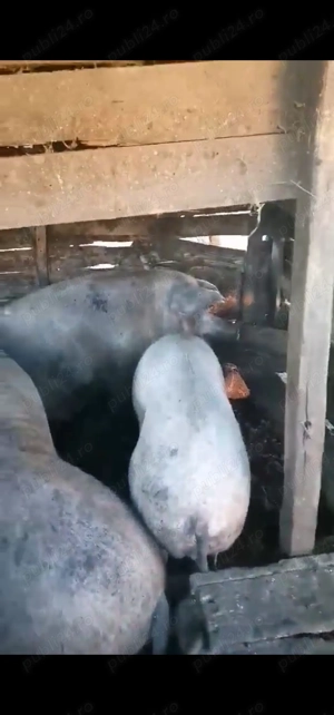 Vând porci - imagine 3