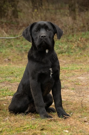 Cane Corso Femela 5 luni cu Pedigree