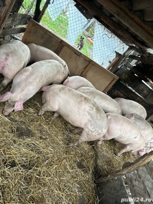 Porci de vanzare Calugareni-Giurgiu - imagine 2