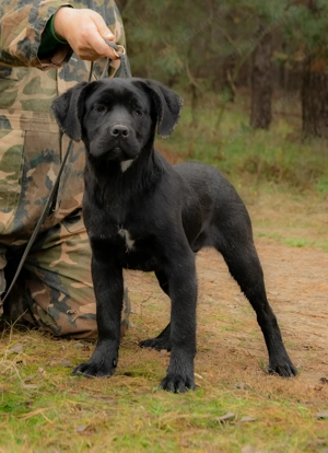 Cane Corso Femela 5 luni cu Pedigree - imagine 2