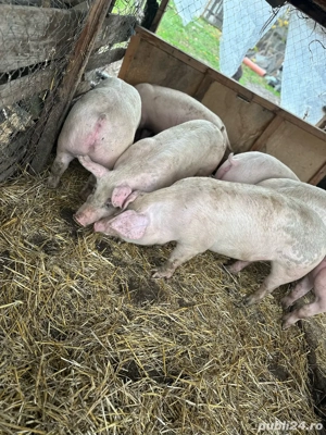 Porci de vanzare Calugareni-Giurgiu - imagine 3
