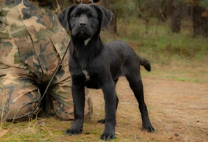 Cane Corso Femela 5 luni cu Pedigree - imagine 3