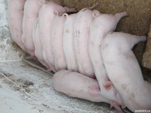 Purcei de vanzare - imagine 2