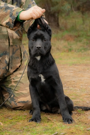 Cane Corso Femela 5 luni cu Pedigree - imagine 4