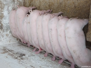 Purcei de vanzare - imagine 3