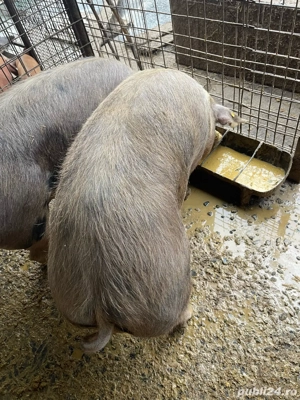 Porc pentru sacrificat - imagine 2