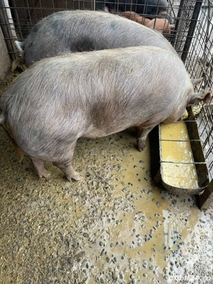 Porc pentru sacrificat - imagine 3