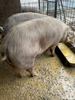 Porc pentru sacrificat