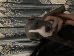 Pui de amstaff își caută căsuța  - imagine 3