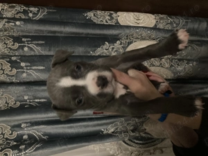 Pui de amstaff își caută căsuța 