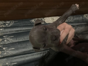 Pui de amstaff își caută căsuța  - imagine 2