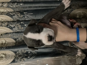 Pui de amstaff își caută căsuța  - imagine 5