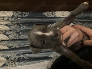 Pui de amstaff își caută căsuța  - imagine 4