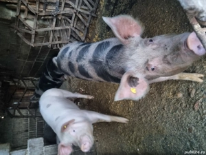 porci de vanzare  
