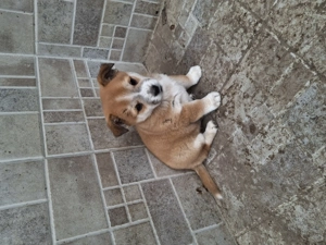 Donez cățeluș  - imagine 2