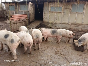 Porci de gospodărie 