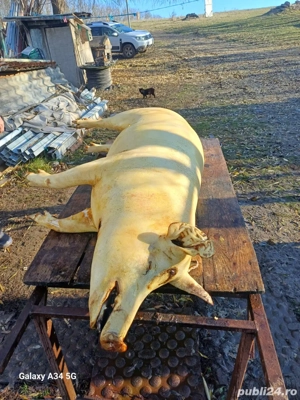 Porci de gospodărie  - imagine 3