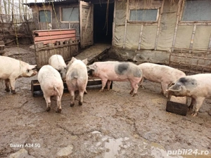 Porci de gospodărie  - imagine 2