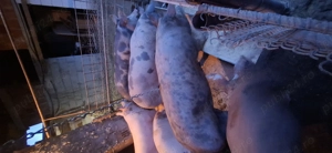 Vând porci de carne crescuți bio !!