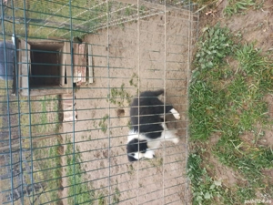 Catelusa Border Collie - imagine 3