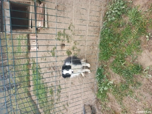 Catelusa Border Collie - imagine 5