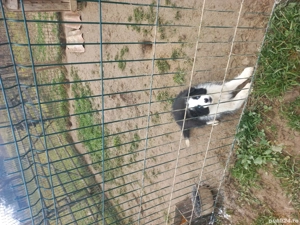 Catelusa Border Collie - imagine 2