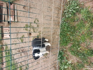 Catelusa Border Collie