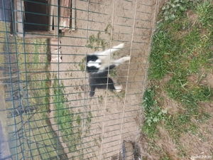 Catelusa Border Collie - imagine 4