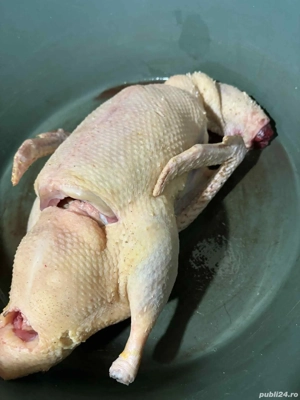 Vand rațe de casa  - imagine 2