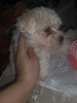 Vand Bishon ,baietel - imagine 2