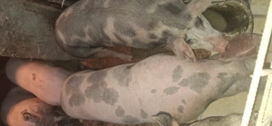 Vând porci de carne crescuți bio !! - imagine 3