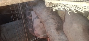 Vând porci de carne crescuți bio !! - imagine 2