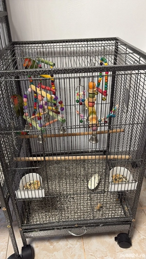 Vând nimfe si agapornis 