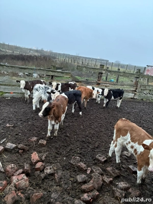 vitei buni de intarcat  - imagine 3