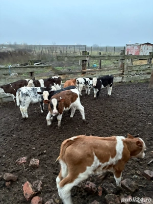 vitei buni de intarcat  - imagine 2