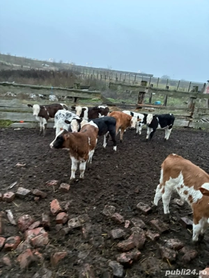 vitei buni de intarcat 