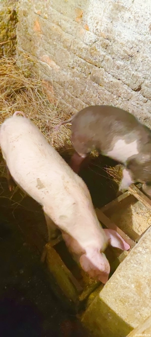 Se vinde rasă bună  - imagine 2