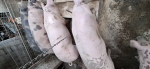 Vând porci !! De carne 