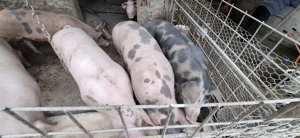 Vând porci !! De carne  - imagine 4