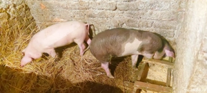 Se vinde rasă bună 