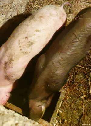 Se vinde rasă bună  - imagine 5