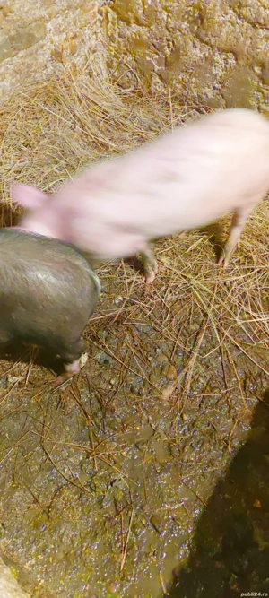 Se vinde rasă bună  - imagine 3