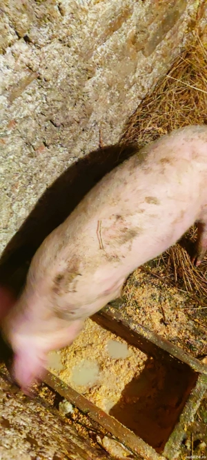 Se vinde rasă bună  - imagine 4