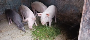 Porci și purcei de vânzare!Detalii la nr.de tel.  - imagine 3