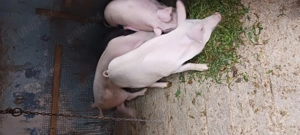 Porci și purcei de vânzare!Detalii la nr.de tel.  - imagine 5